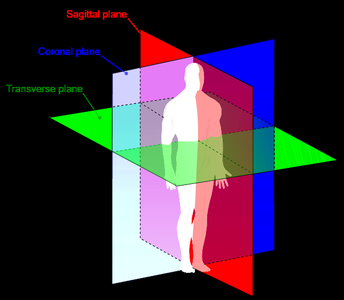 Planes of the human body