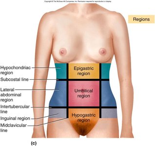 Abdominopelvic regions