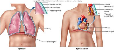 Pleura and pericardium membranes