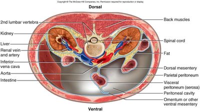 Sagittal section of abdominal cavity and mesentery