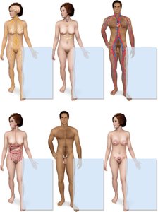 Principal organs and functions of organ systems (continued)