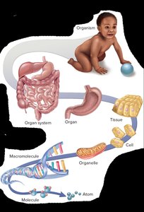 Hierarchy of complexity from atom to organism