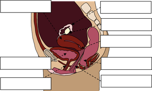 Labelled diagram of the female reproductive system including ovary, fallopian tube, uterus, cervix, vagina, urinary bladder, urethra, and anus