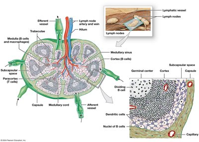 Structure of a lymph node