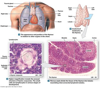 Structure and histology of the thymus