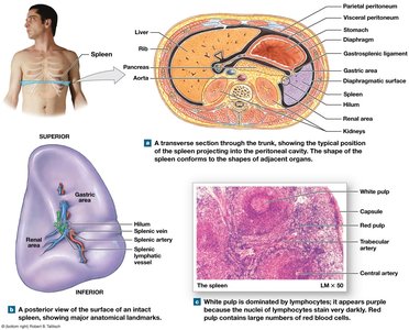 Position and histology of the spleen