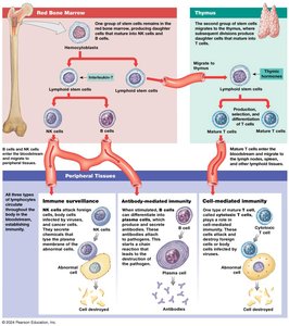 Origin and distribution of lymphocytes