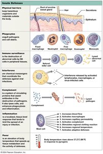 Innate defenses: physical barriers, phagocytes, immune surveillance, interferons, complement, inflammation, fever