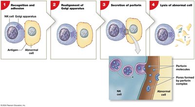 How NK cells kill cellular targets