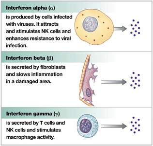 Types and functions of interferons