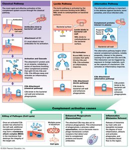 Complement activation pathways