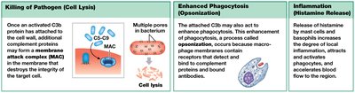 Complement system effects: cell lysis, opsonization, inflammation