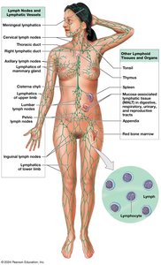 Diagram of lymphatic system and lymphoid organs