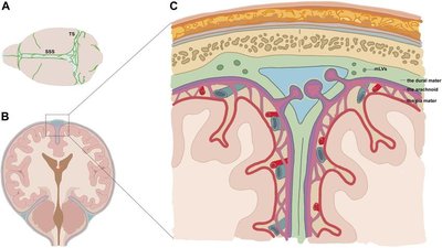 Meningeal lymphatics in the brain