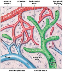 Structure of lymphatic capillaries and blood capillaries