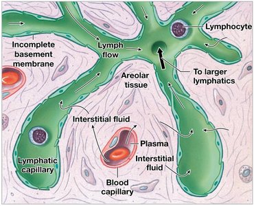 Lymphatic capillaries showing fluid flow and entry