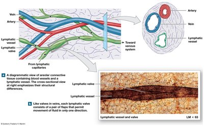 Lymphatic vessels and valves