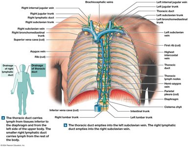 Relationship between lymphatic ducts and venous system