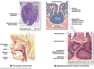 Locations of tonsils and aggregated lymphoid nodules