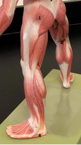 Leg anatomical landmarks model
