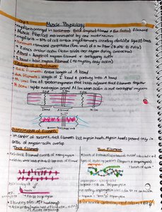 Sarcomere structure and muscle contraction diagrams