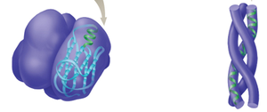 Protein denaturation