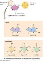 Structure of nucleotides
