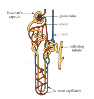 Diagram of nephron structure including Bowman's capsule, glomerulus, and collecting tubule