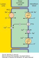 Diagram of ion transport in the distal convoluted tubule