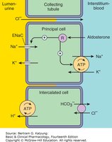 Diagram of ion transport in the collecting tubule, showing ENaC and aldosterone effects