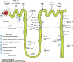 Diagram showing sites of action of different diuretics along the nephron