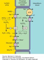 Diagram of ion transport and carbonic anhydrase function in the proximal tubule