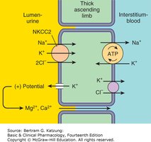Diagram of ion transport in the thick ascending limb of the loop of Henle