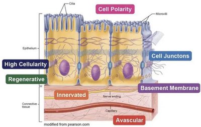 Basement membrane in epithelial tissue