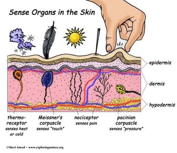 Avascular and innervated epithelial tissue