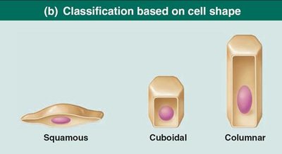 Classification of epithelial tissue by cell shape