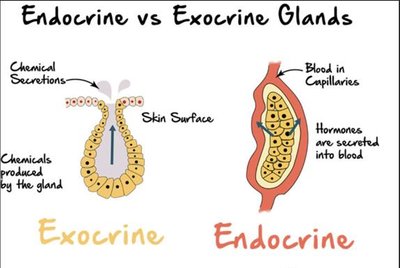 Endocrine vs Exocrine glands