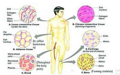 Types of connective tissue in the human body