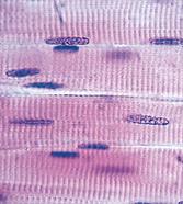 Muscular tissue micrograph