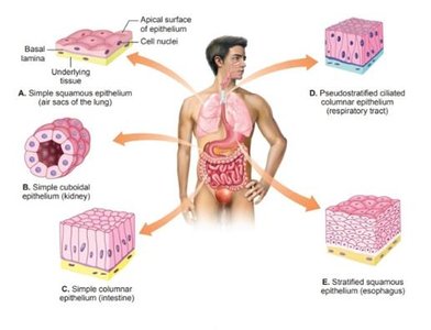 Types of epithelial tissue in the human body