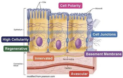 Diagram of epithelial tissue characteristics