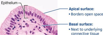 Epithelial cell polarity