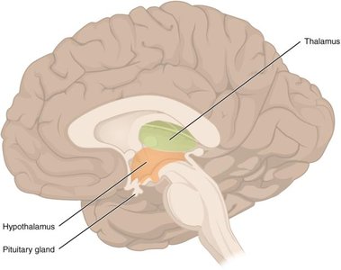 Sagittal view of the brain showing the thalamus, hypothalamus, and pituitary gland