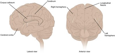 Lateral and anterior views of the brain showing the corpus callosum, cerebral cortex, cerebrum, right and left hemispheres, and longitudinal fissure