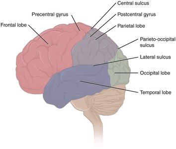 Lateral view of the brain showing the major lobes and sulci, including the frontal, parietal, occipital, and temporal lobes
