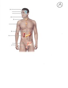 Labeled diagram of the human endocrine system