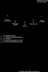Pituitary hormones and target organs matching
