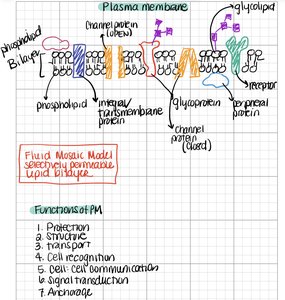 Diagram of the plasma membrane showing phospholipid bilayer, proteins, and glycoproteins