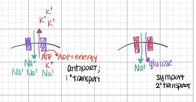 Diagrams of antiport and symport membrane transport mechanisms