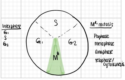 Diagram of the cell cycle with interphase and mitosis phases